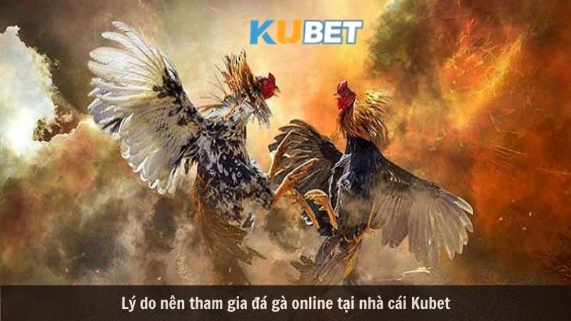 Game đá gà kubet online là gì?